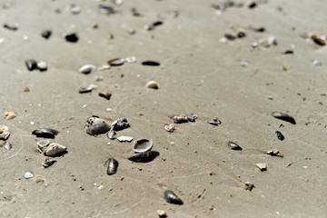 Beach Sand texture. Sandy sea for background.