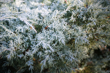 frost on the branches of pine