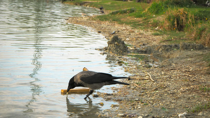 Black raven drinking a water.