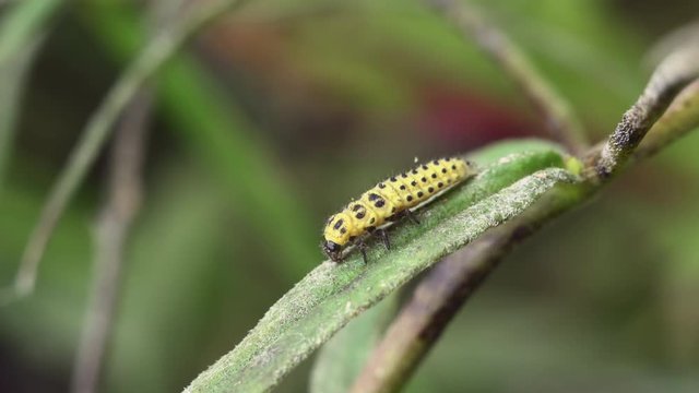 Macro shot of 22-point ladybug larva (Psyllobora vigintiduopunctata) eating mold on a plant leaf.