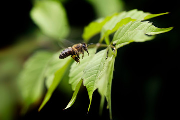 Striped bee flyibg over plant
