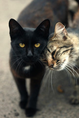 Portrait of cute wild cat