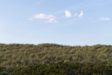 Obraz premium Dünen auf der Nordseeinsel Baltrum