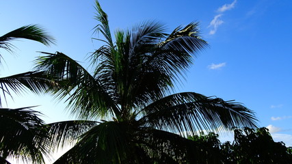 coconut tree with blue sky