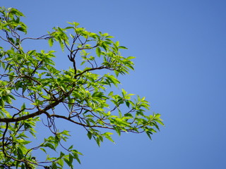 green leaves against blue sky