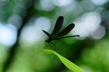 ハグロトンボ © Eastport_707