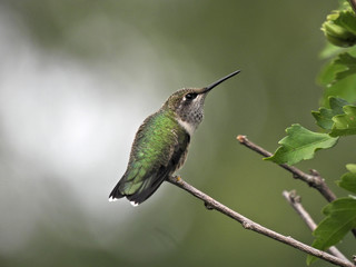 Ruby Throated Hummingbird Perched Looking Up with Long Beak Showing and Blurred Background © Jennifer Davis
