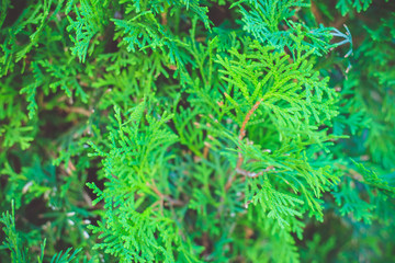 Beautiful green twig of thuja.Lush green background.