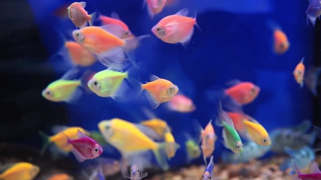 aquarium with lots of small fish. Ternary and Barbus in a dark aquarium. selective focus