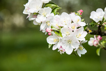 Apfelblüte am Bodensee