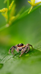 spider Salticidae