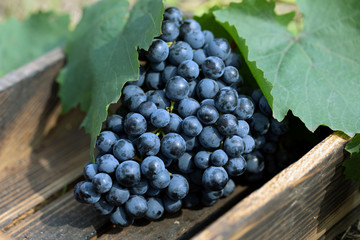Fresh blue grape cluster with leaves. Harvest