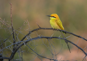 Little green bee eater  juvenile in yellow light 