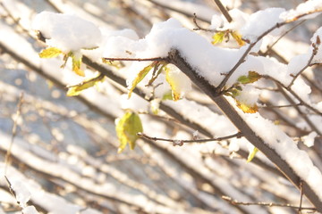 snow covered branches