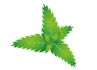 saftig grüne frische Minze Blätter © namosh