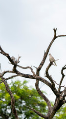 bird on dry tree