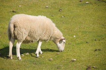 Obraz na płótnie Canvas sheep on green field