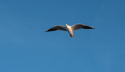 seagull in flight