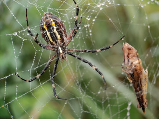 The big spider and its prey. Spider on spider web. Argiope (Argiope bruennichi)