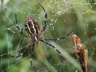 The big spider and its prey. Spider on spider web. Argiope (Argiope bruennichi)