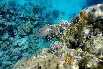 Picasso Fish (Rhinecanthus assai) on beautiful coral reef. Sharm El Sheikh, EGYPT