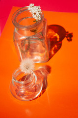 glass jar with a flower on an orange background. minimalism concept