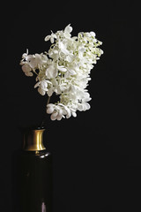 white hydrangea flower bouquet in vase with black background 
