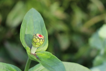A close up of a flower