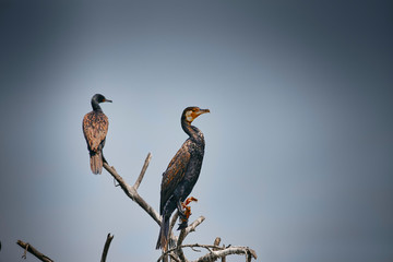 Two beautiful birds enjoying the clear blue skies and the pollution free environment, having a great time after a having caught pretty sumptuous meals for the day.