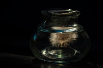 glass jar with a flower on a black background. minimalism concept