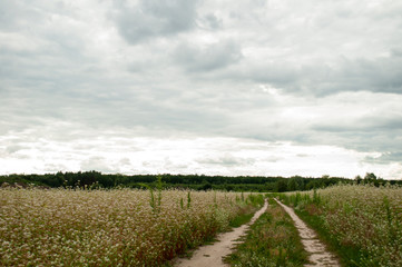 field with blooming buckwheat against the background of the cloudy sky.