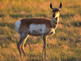 Antelope in the grass on a field in Wyoming during sunset