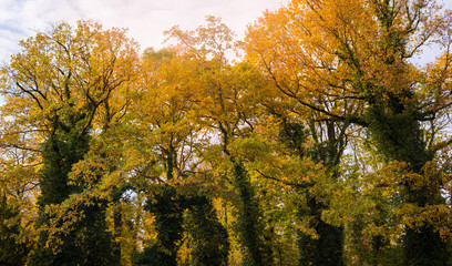 autumn in the park