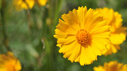 Yellow Two-Flowered Cynthia, Krigia biflora, photo taken in Boulder, Colorado