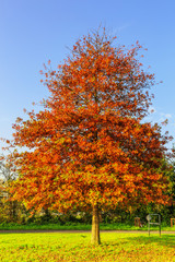 Solitaire Pin oak, Quercus palustris, with tree leaf in autumn colors against clear blue sky at...