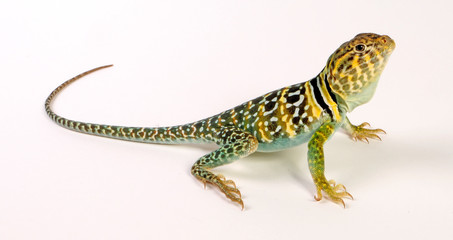 Halsbandleguan, Männchen (Crotaphytus collaris) - Common collared lizard, male