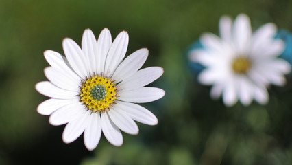 Obraz na płótnie Canvas Closeup of white daisy flower taken in Boulder, Colorado