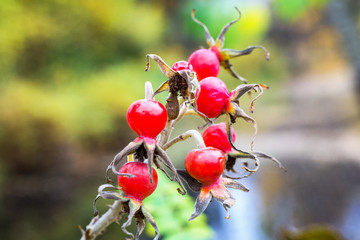 Ripe, red dog-rose fruit on a bush branch. Medicinal plant - 374123337