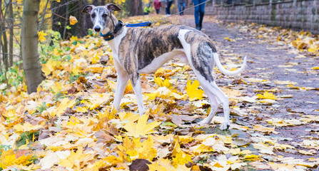 A dog of the whippet on a walk in the park on nature against a autumn trees background in a  sunny day. Portrait, close-up - 374123364