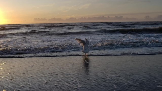 M&ouml;we fliegt am Strand von Zandvoort