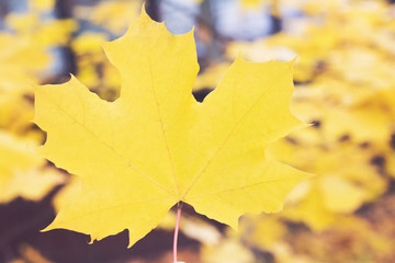 Yellow maple leaf as an autumn symbol. Autumn natural background - 374123567
