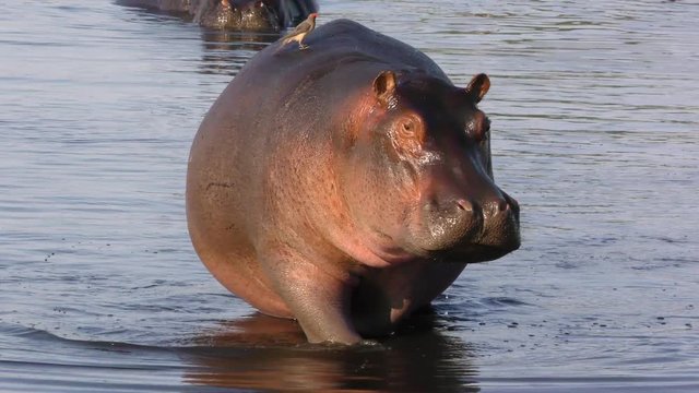 Untitled 4k footage of an aggressive Common hippopotamus or hippo (Hippopotamus amphibius) walking in a waterhole and a red-billed oxpecker (Buphagus erythrorhynchus) lands on its back. Okavango Delta