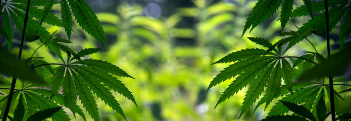 Panorama, sunny day in the arboretum. Growing bushes of cannabis. Hemp in all its glory.Symmetry in...
