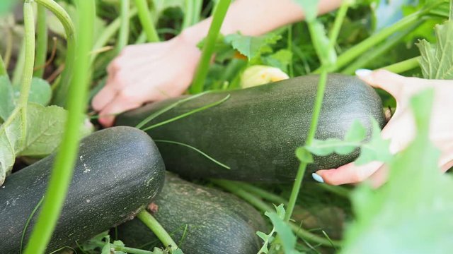 zucchini harvest in the hands of a woman farmer. harvest organic vegetables, a place to copy space