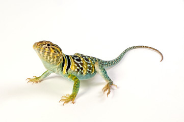 Common collared lizard, male / Halsbandleguan, Männchen (Crotaphytus collaris) 