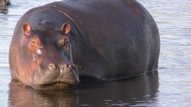 Common hippopotamus or hippo (Hippopotamus amphibius) showing aggression. Okavango Delta. Botswana