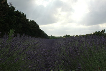 Champ de lavandes au crépuscule