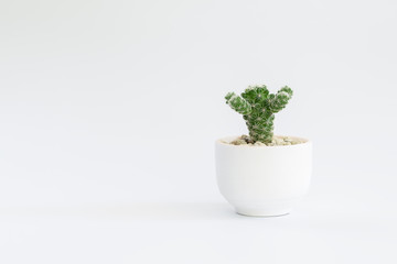 Cactus or succulent plants in pots, over white background.