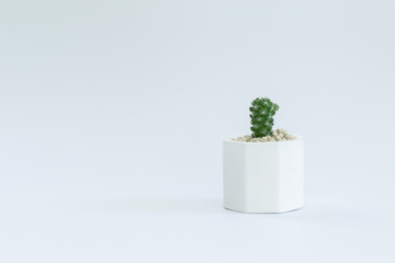 Cactus or succulent plants in pots, over white background.