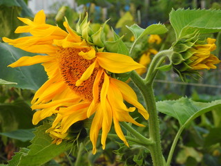 Słonecznik - rozwinięty kwiat i pędy w popołudniowym słońcu, ogród 